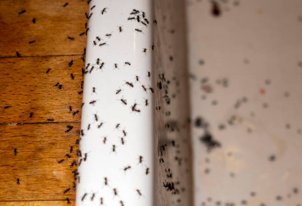 Professional Pest Control in Grangeville, ID