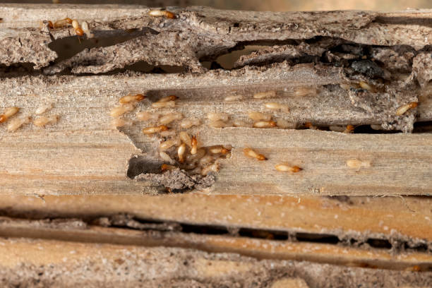 Best Affordable Pest Control Services  in Grangeville, ID