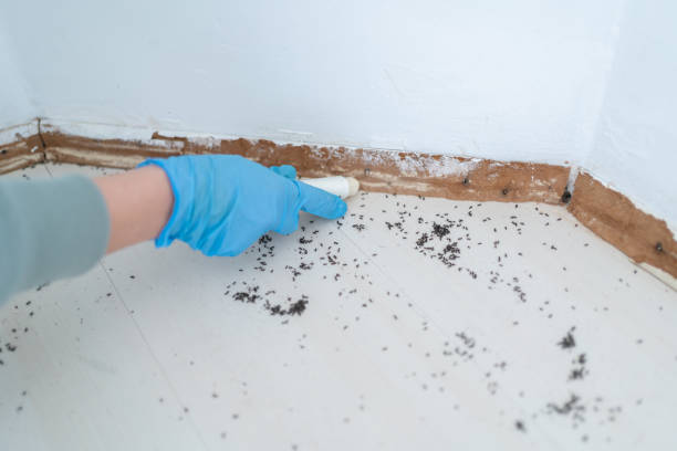 Insect Control in Grangeville, ID